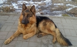 obrazek do Znaleziono psa