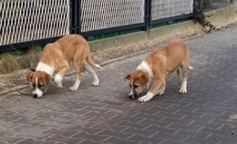 obrazek do Znaleziono psy