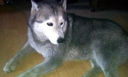 obrazek do Alaskan Malamute szuka...