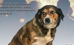 obrazek do Apel o zabezpieczenie...