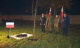 obrazek do Dąb Niepodległości...