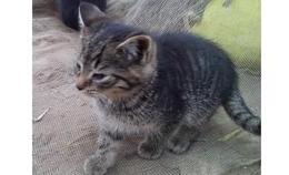 obrazek do Kotki do adopcji